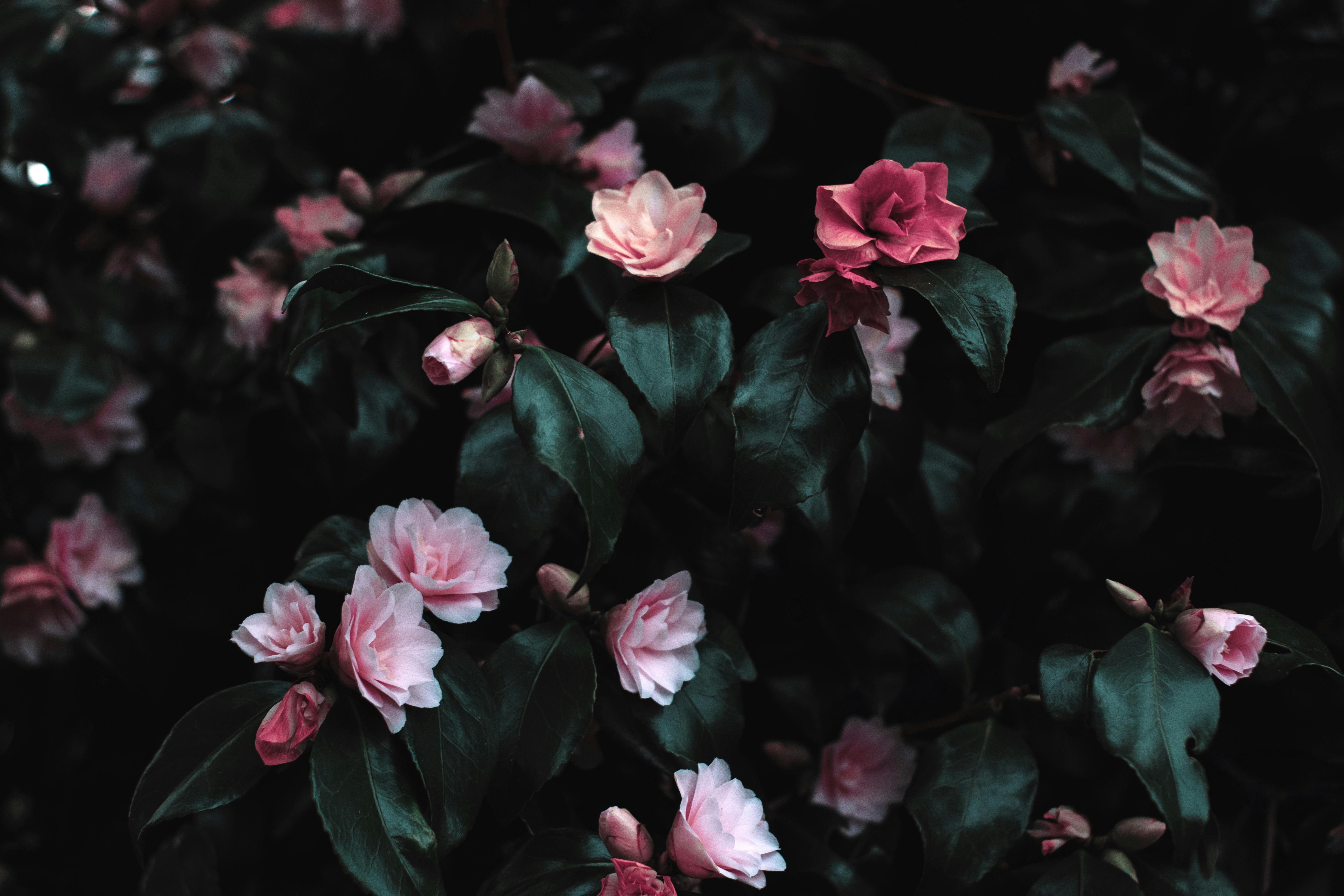 flower image